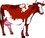 de Kauh - de Koh - die Kuh - the cow